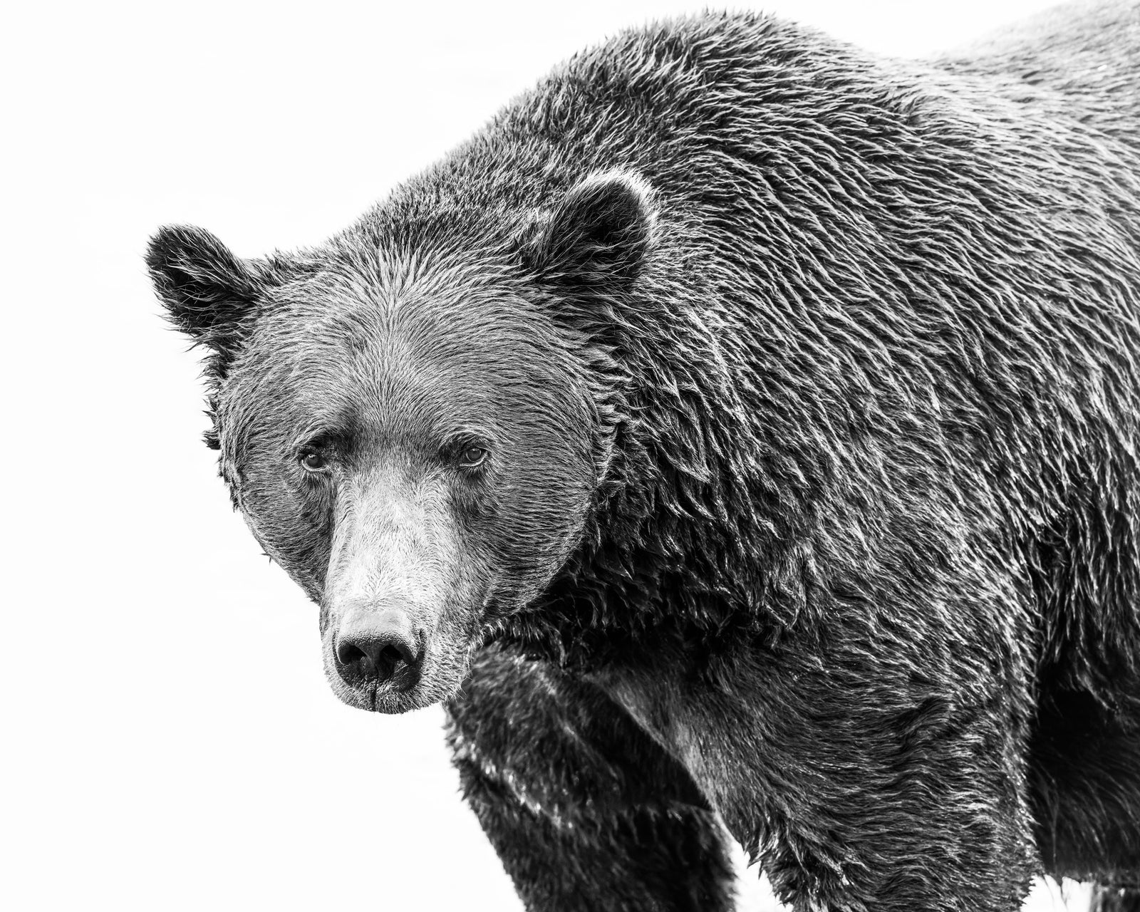 The Grizzly Collection