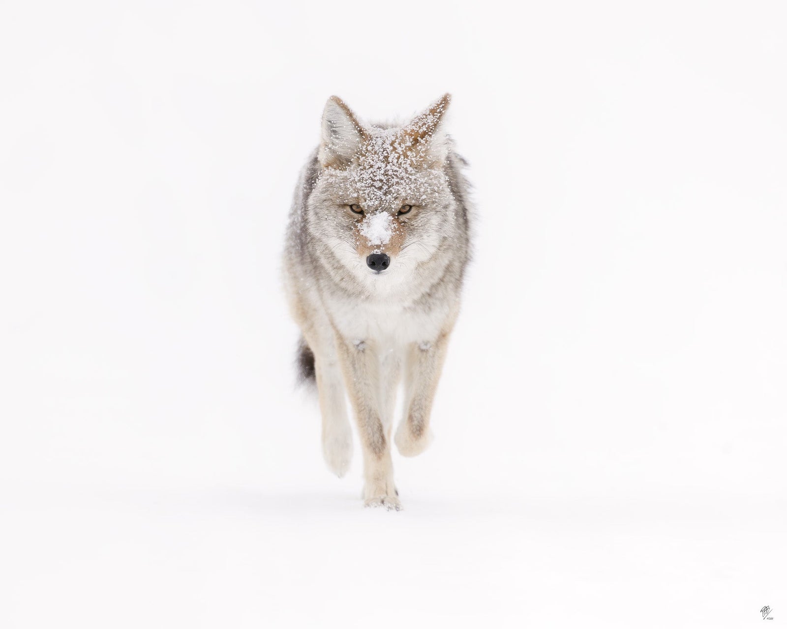 2025 Art Festival Tour