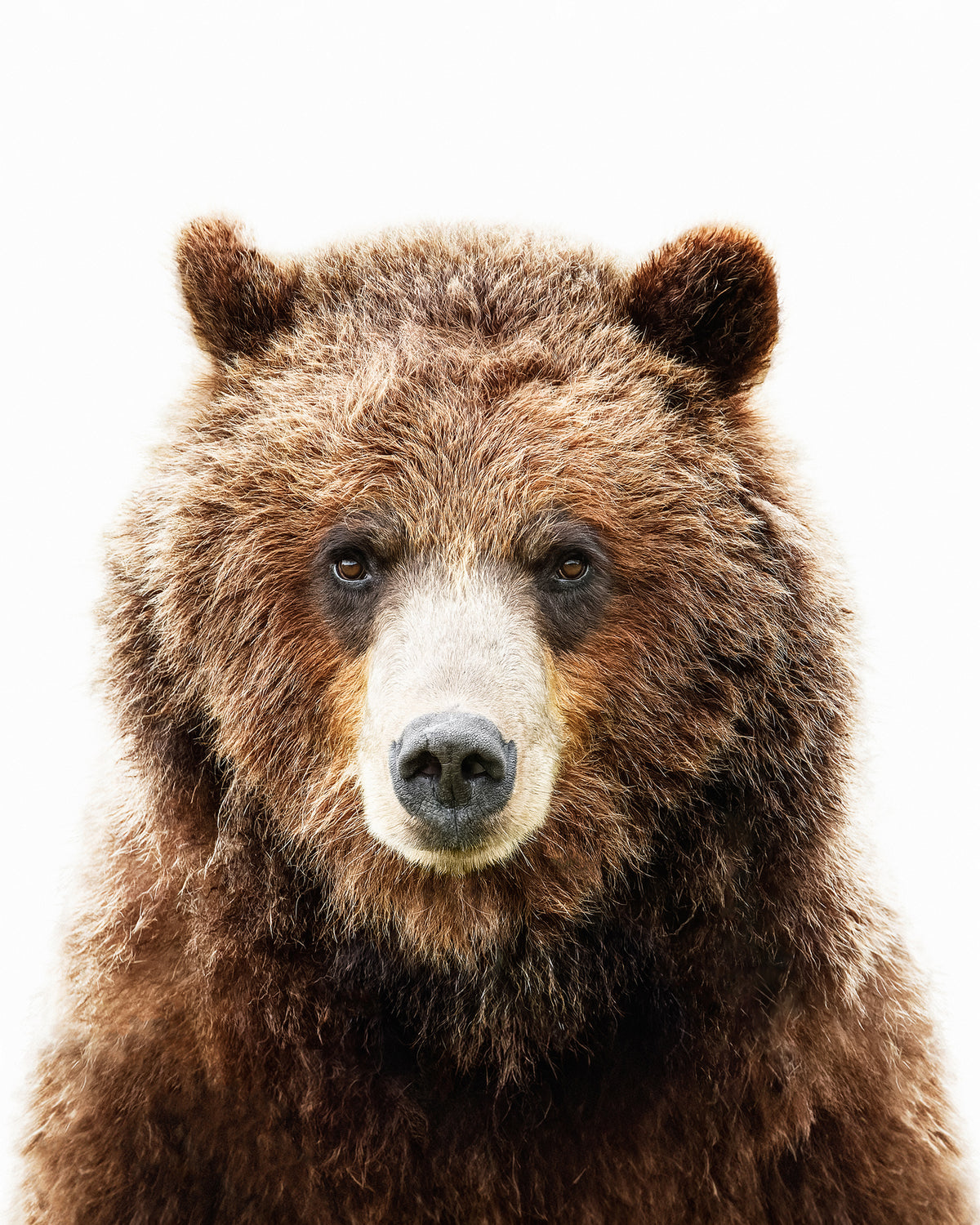 Grizzly Glance