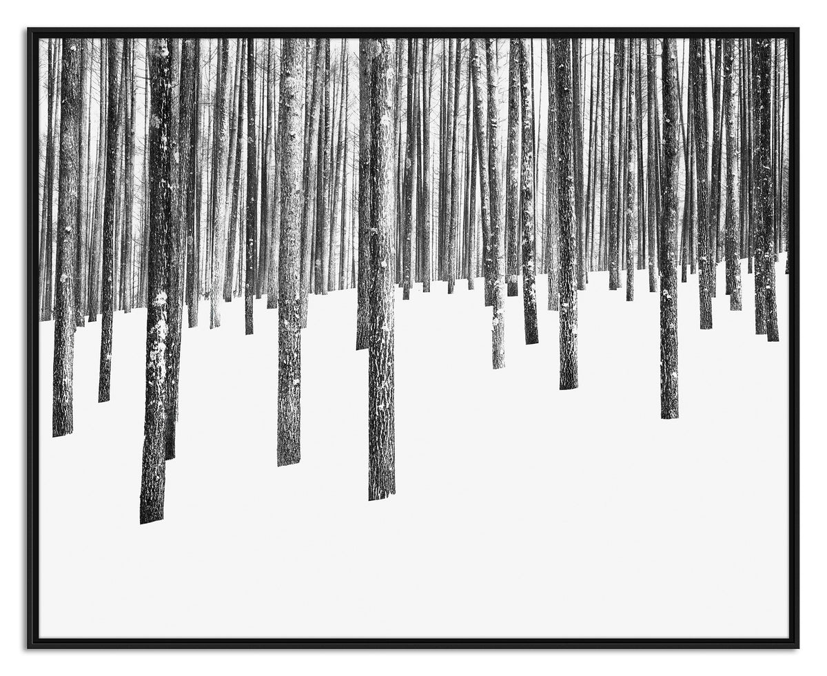 Between the Trees