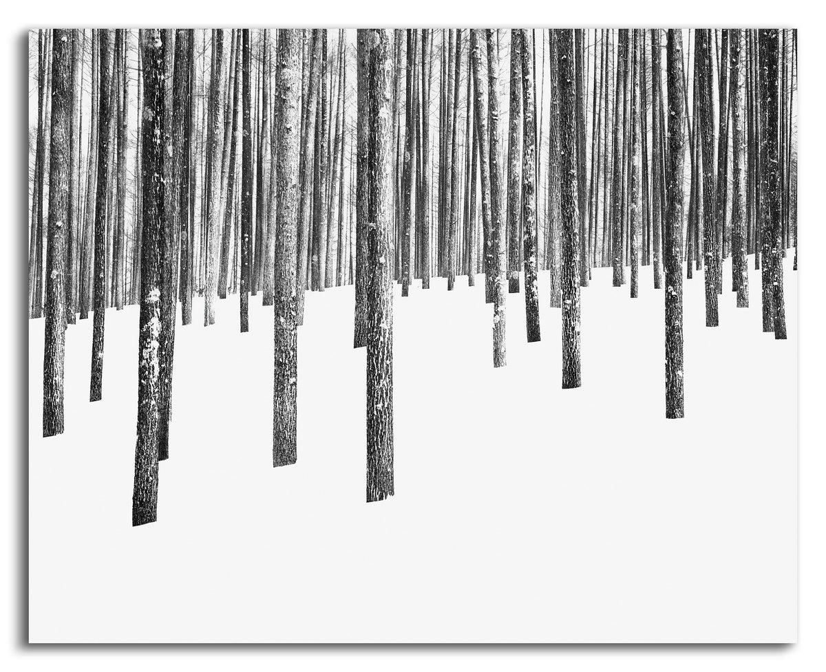 Between the Trees