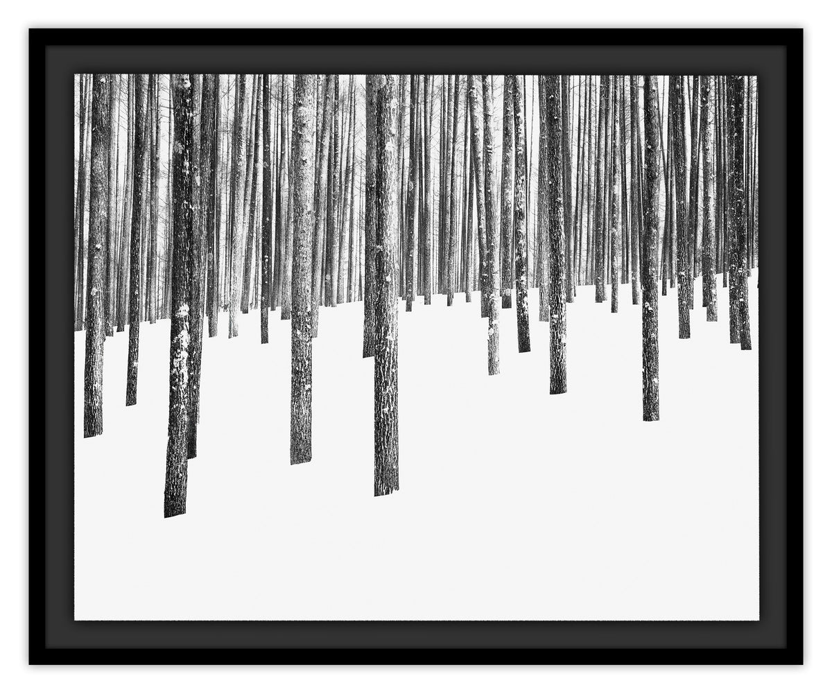 Between the Trees