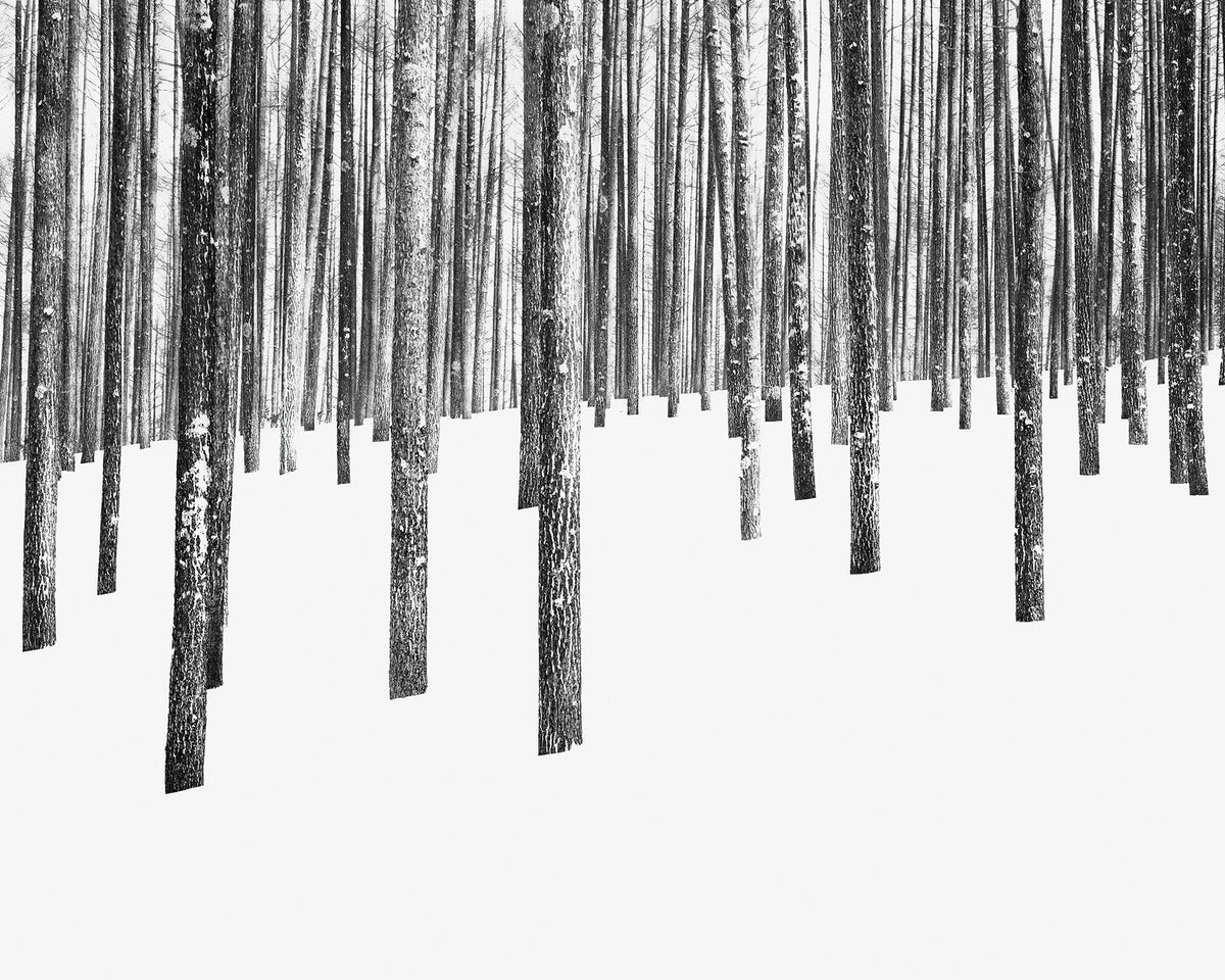 Between the Trees