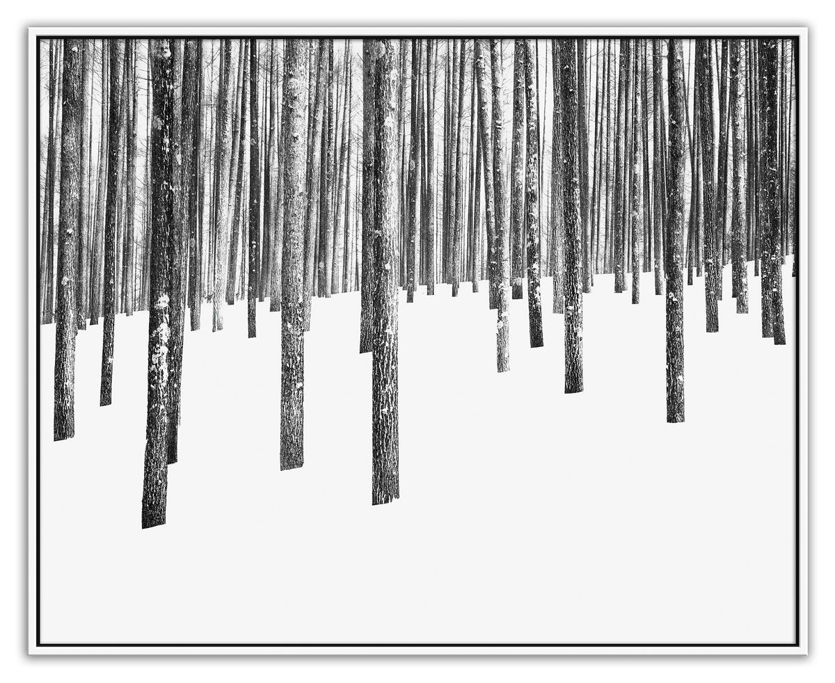 Between the Trees