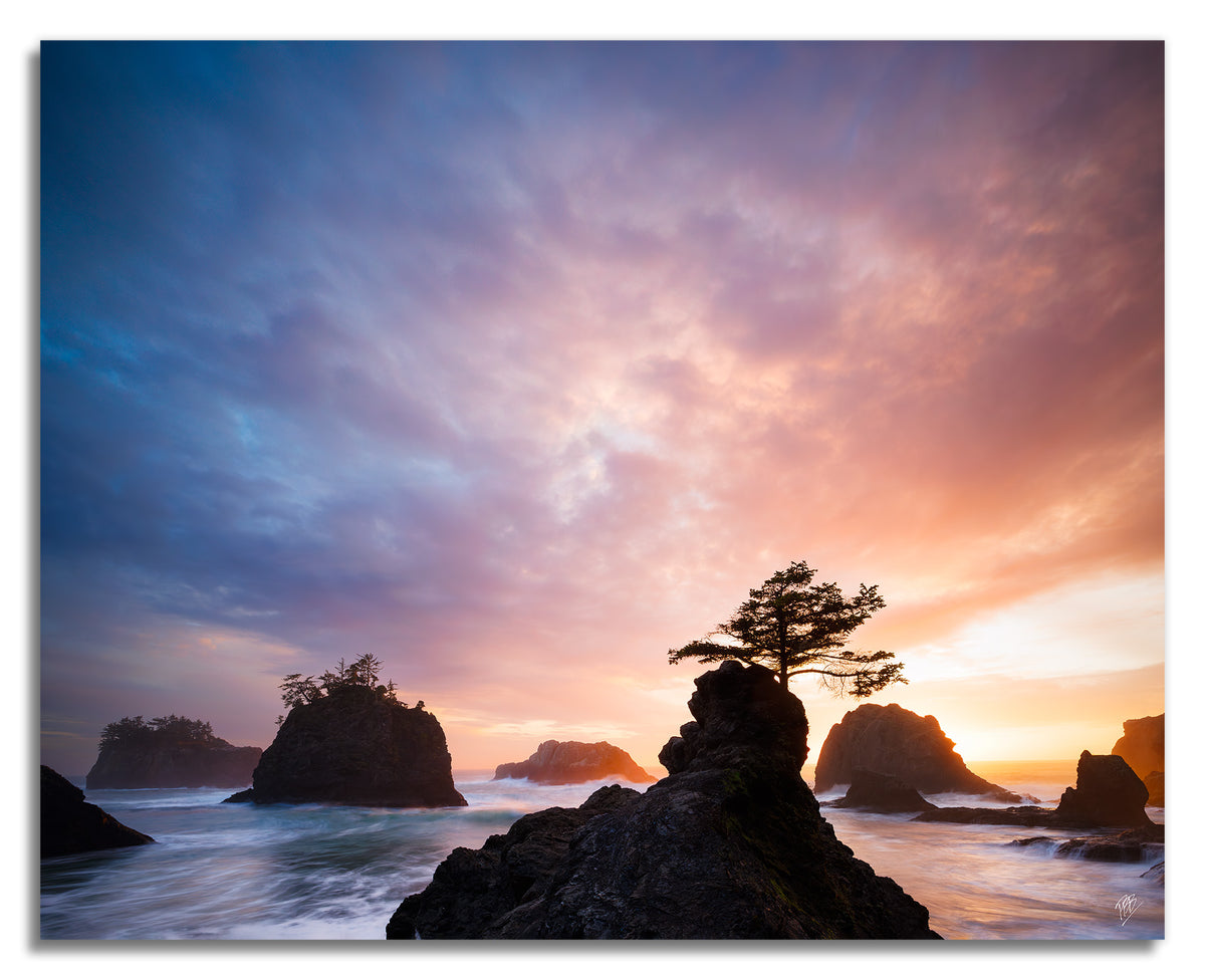 Sunset Bonsai