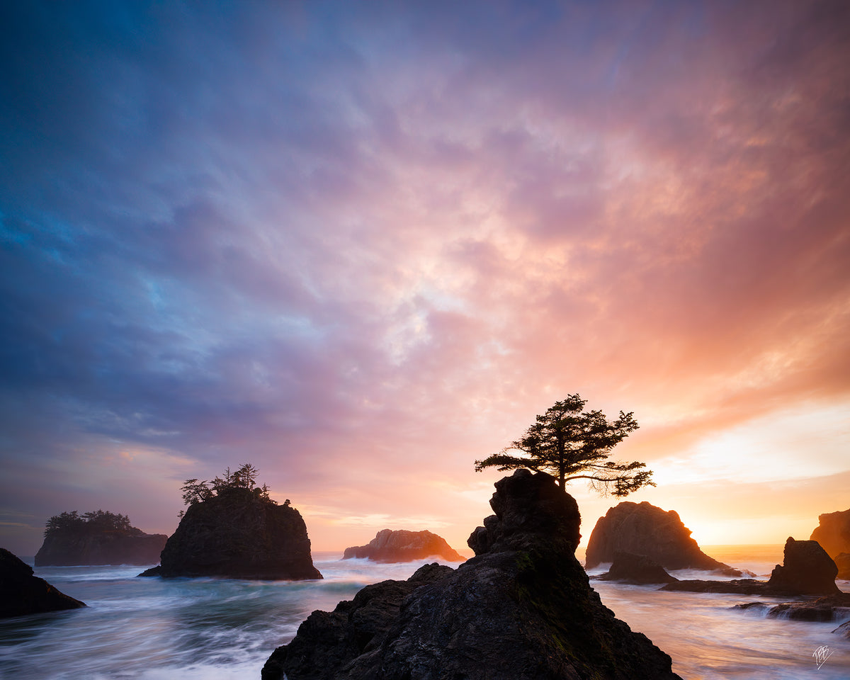 Sunset Bonsai