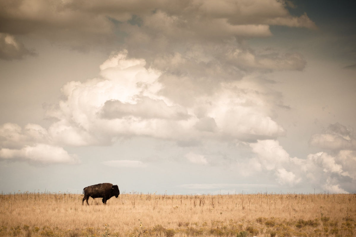 Lone Bison