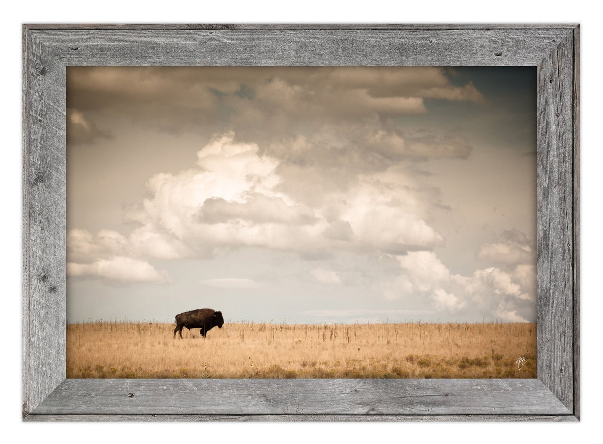 Lone Bison