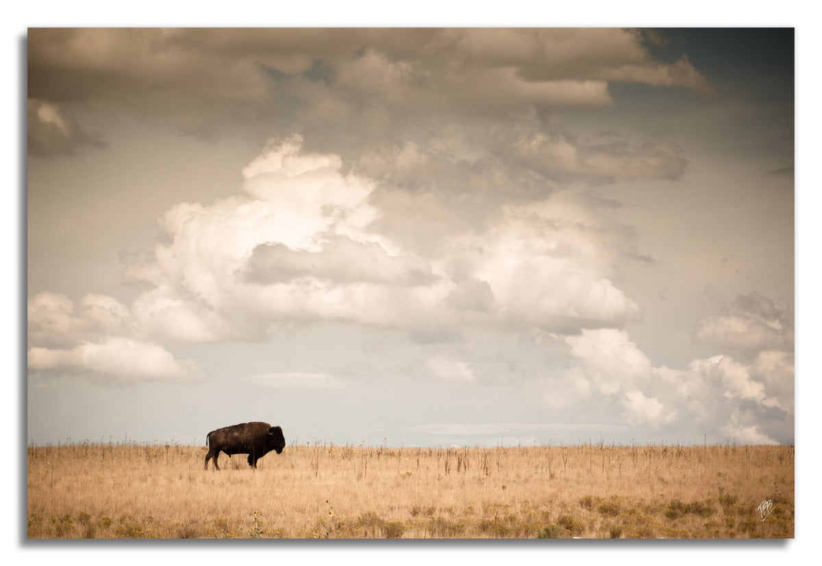 Lone Bison