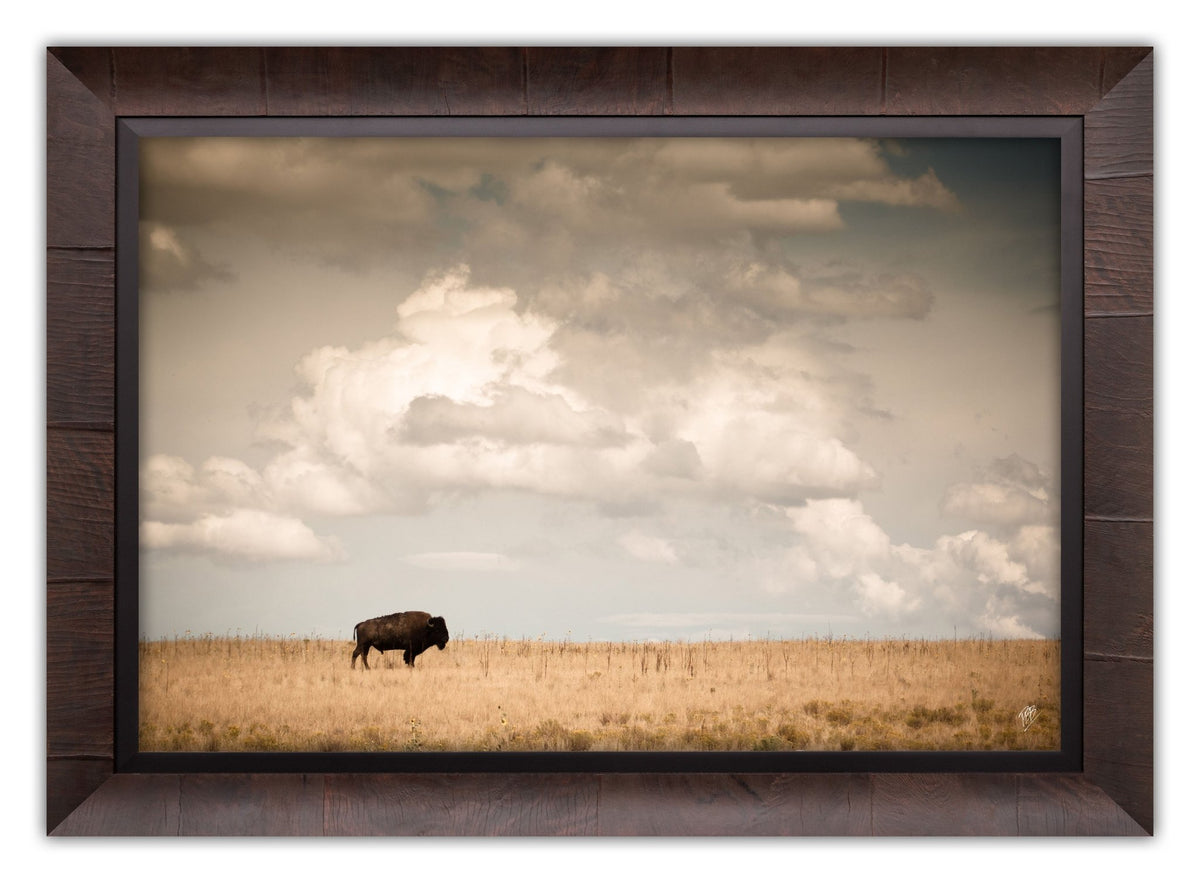 Lone Bison