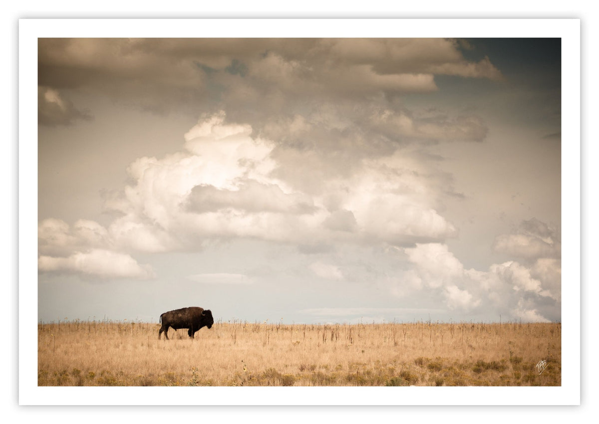 Lone Bison