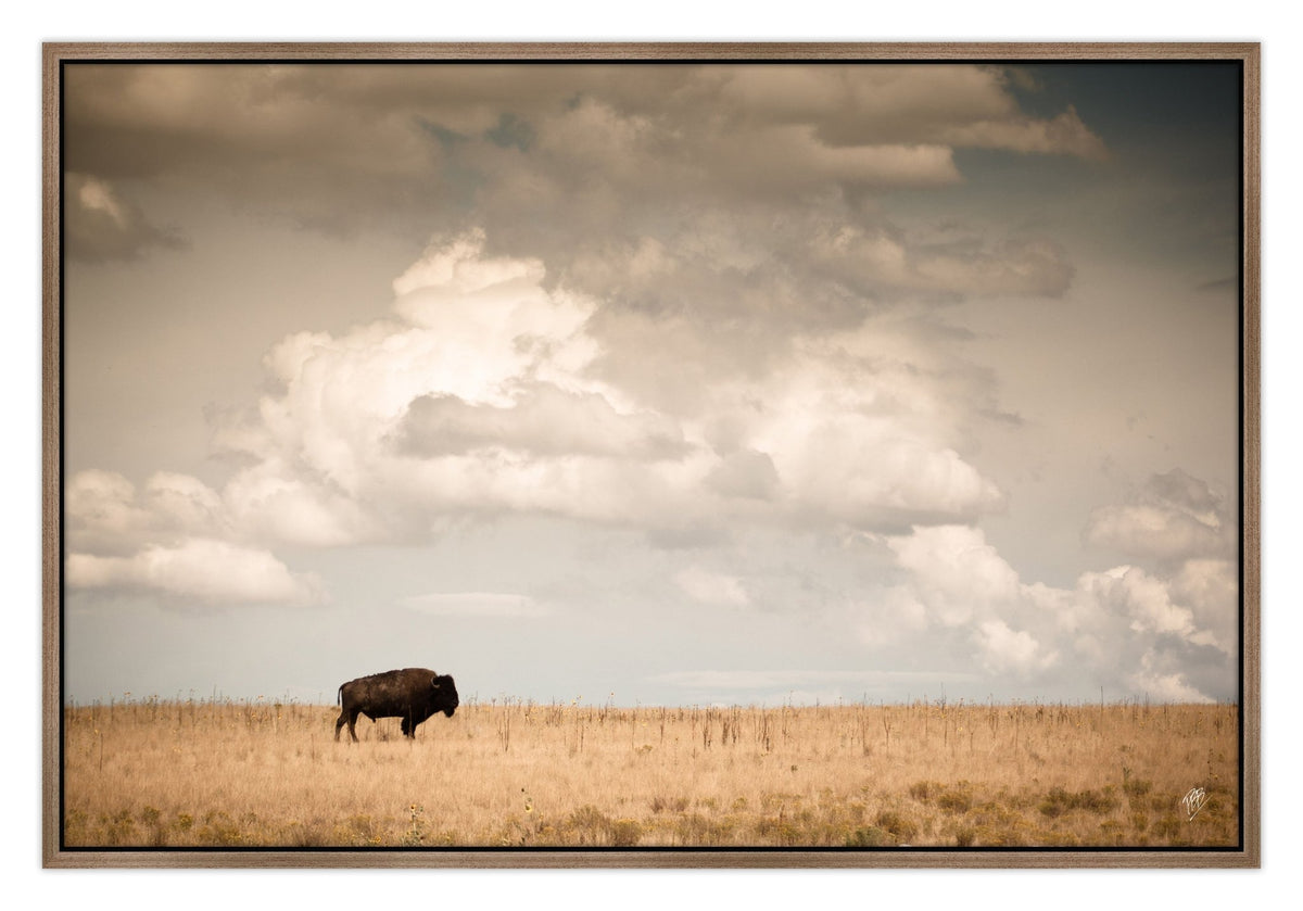 Lone Bison