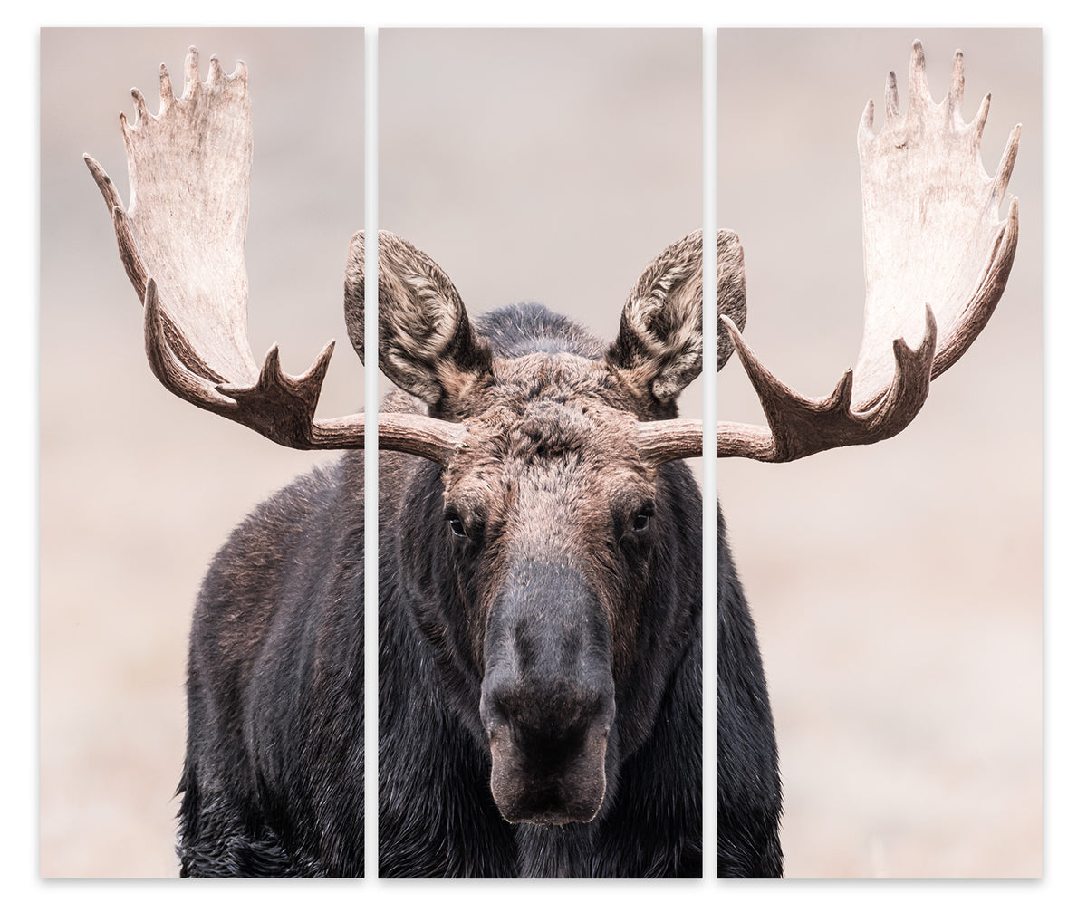 Showdown Bullmoose Triptych