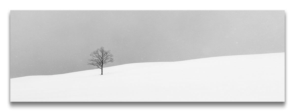 One Tree | 間