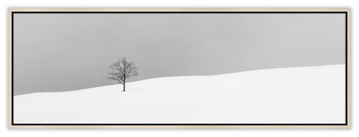 One Tree | 間