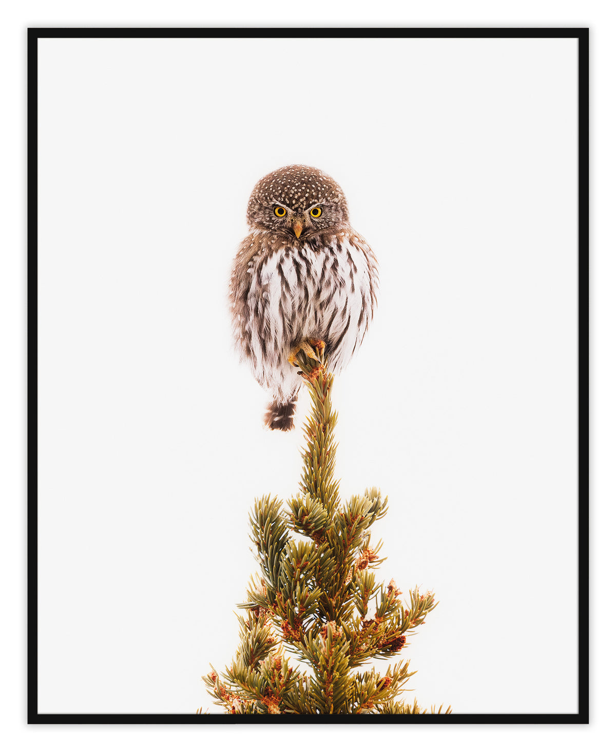 Pygmy Pine Perch | Vertical