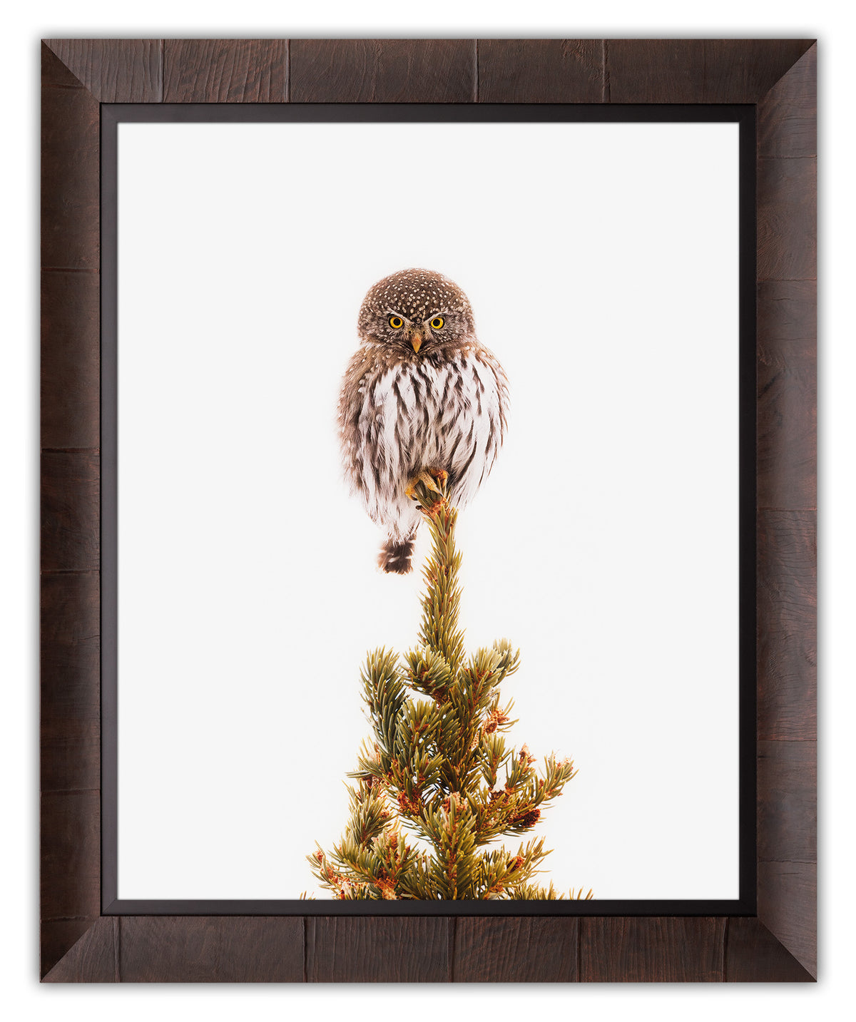 Pygmy Pine Perch | Vertical