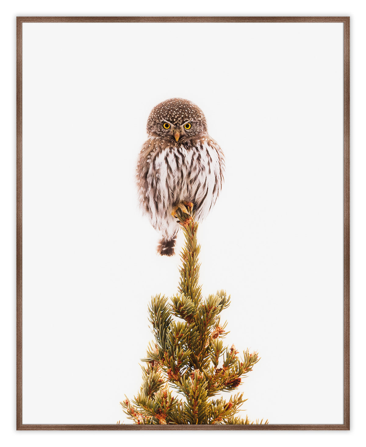 Pygmy Pine Perch | Vertical