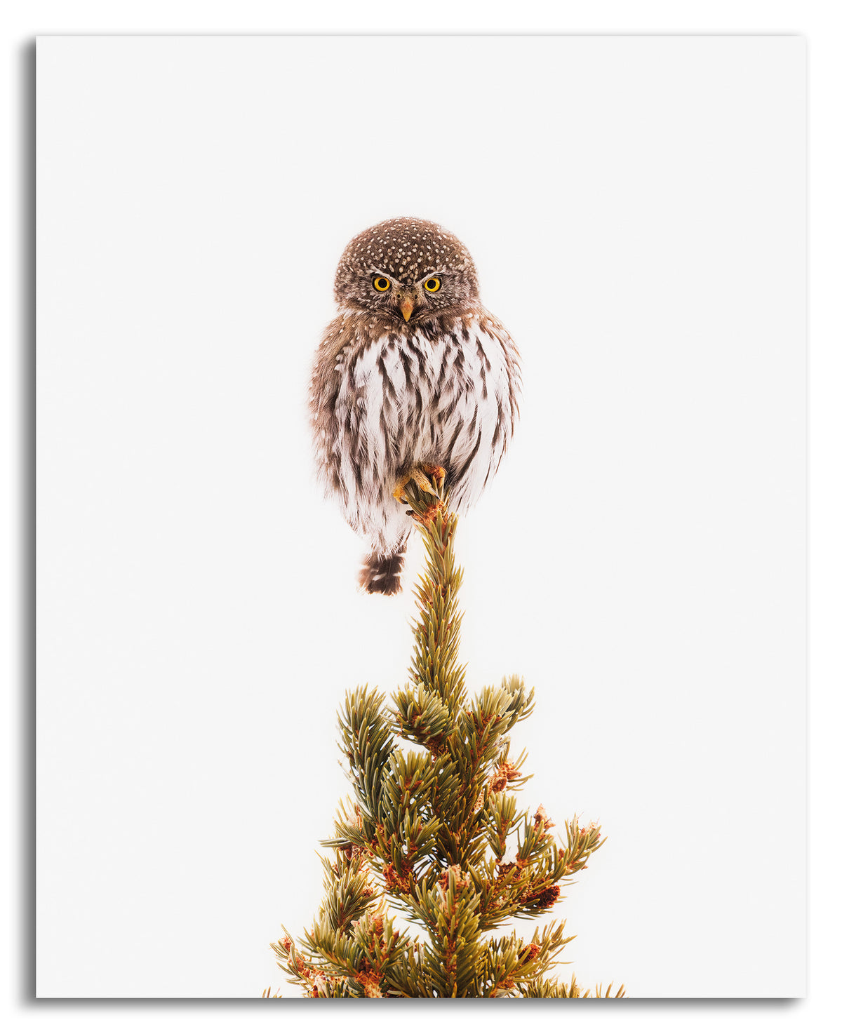 Pygmy Pine Perch | Vertical