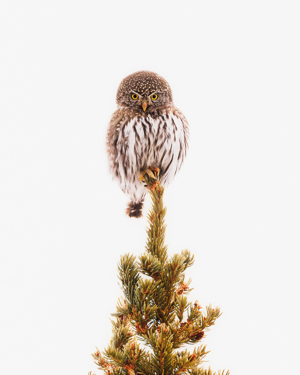 Pygmy Pine Perch | Vertical