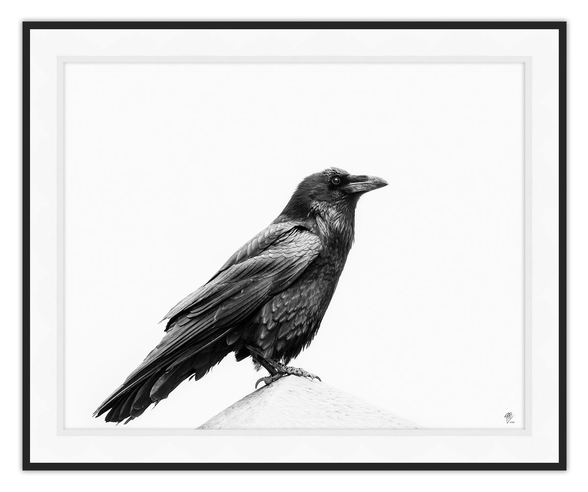 Raven on Stone