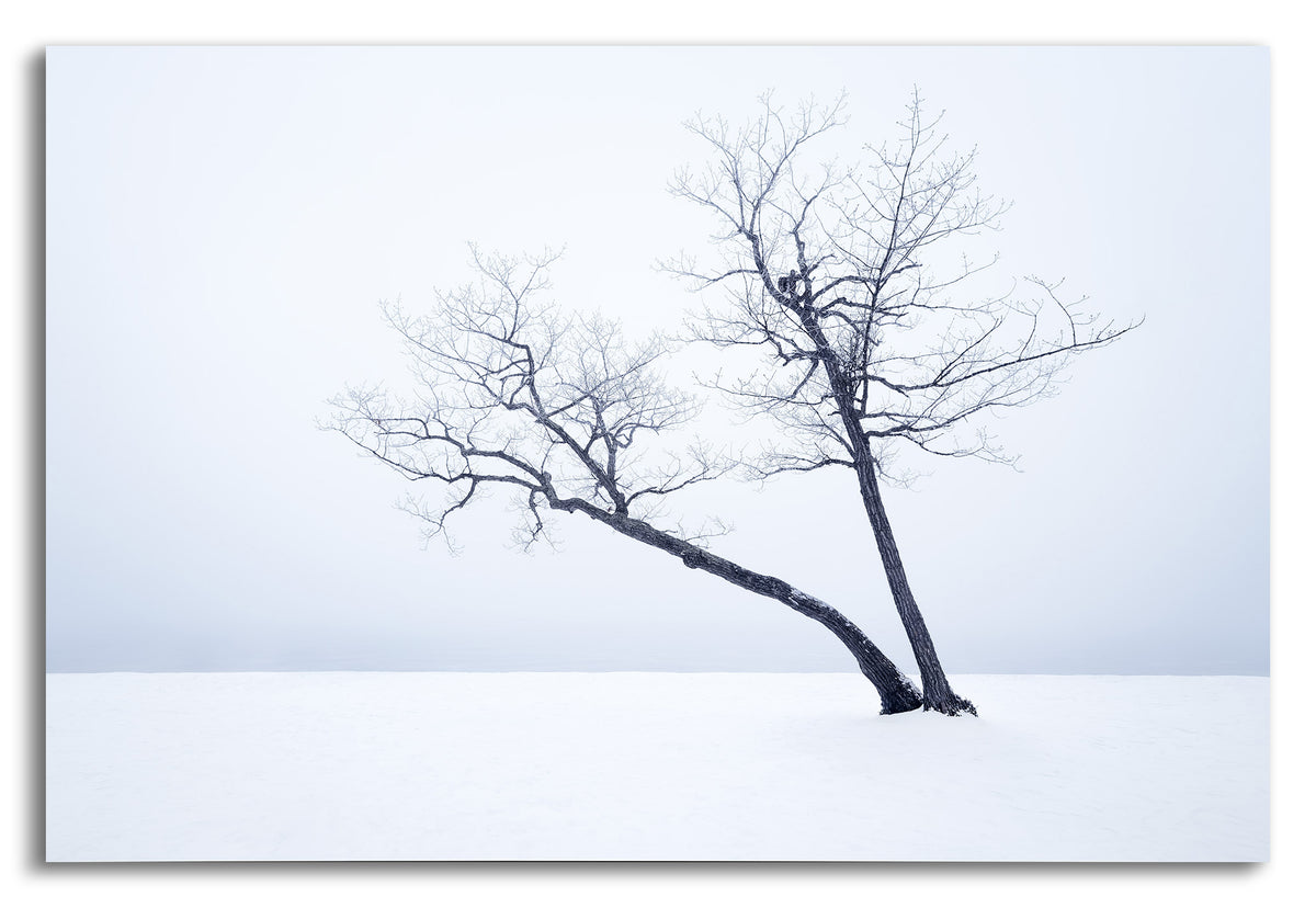 Shared Roots