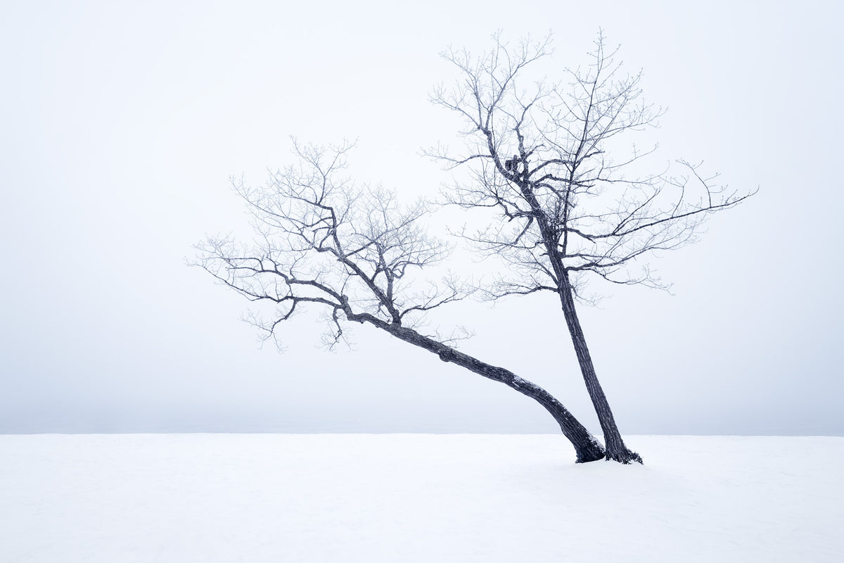 Shared Roots