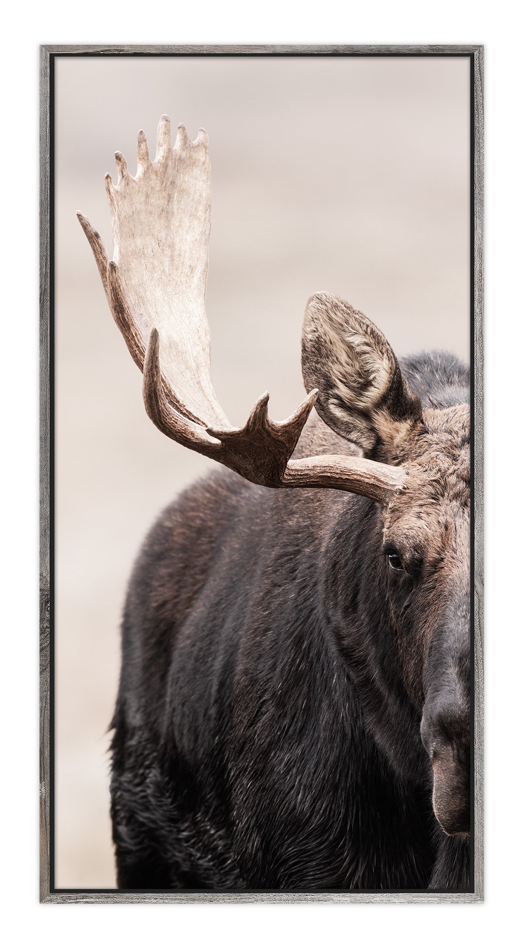 Showdown Bullmoose 1x2