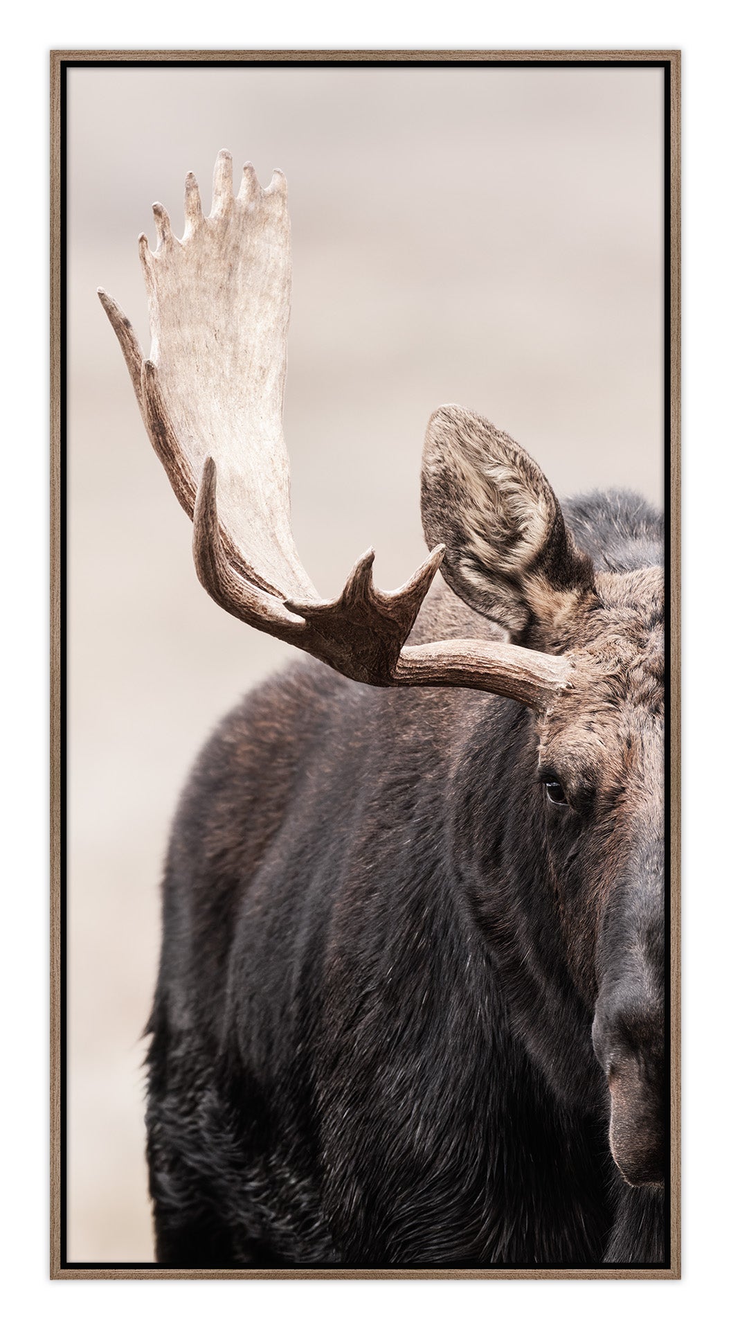 Showdown Bullmoose 1x2
