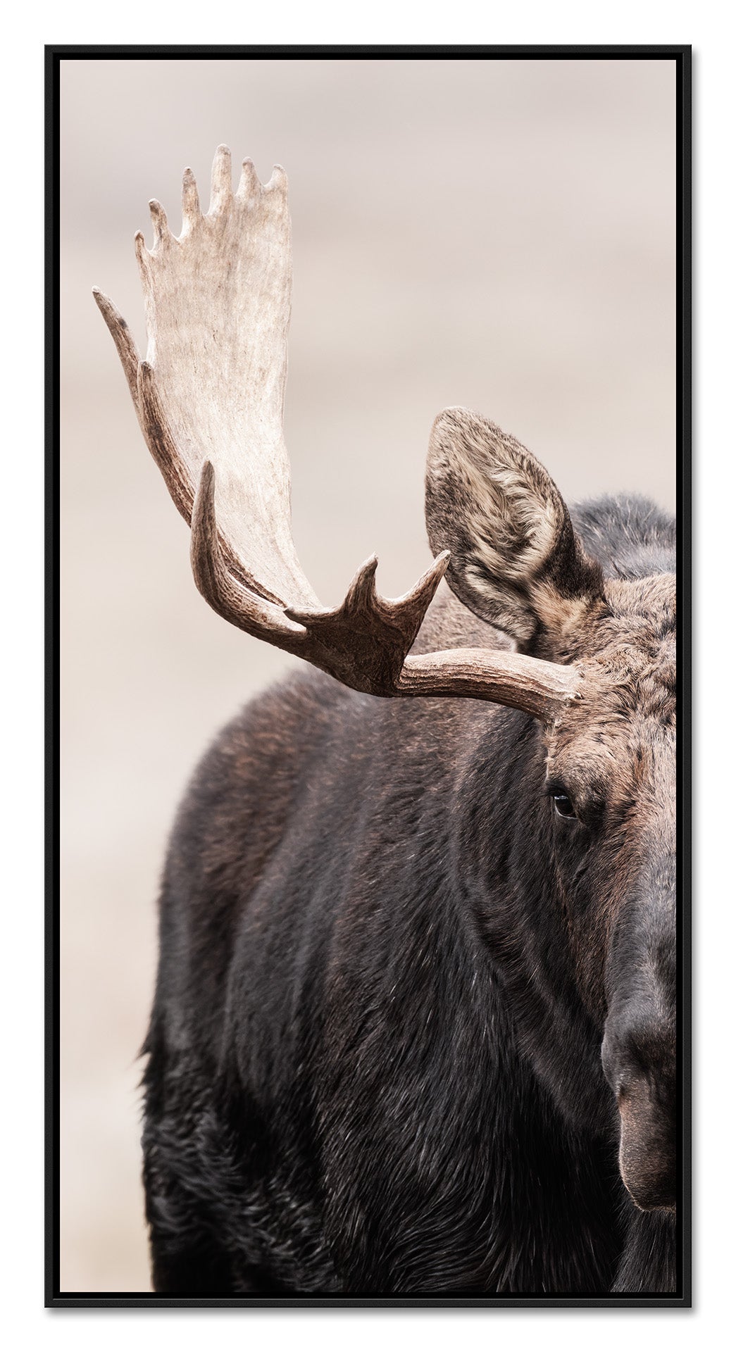 Showdown Bullmoose 1x2