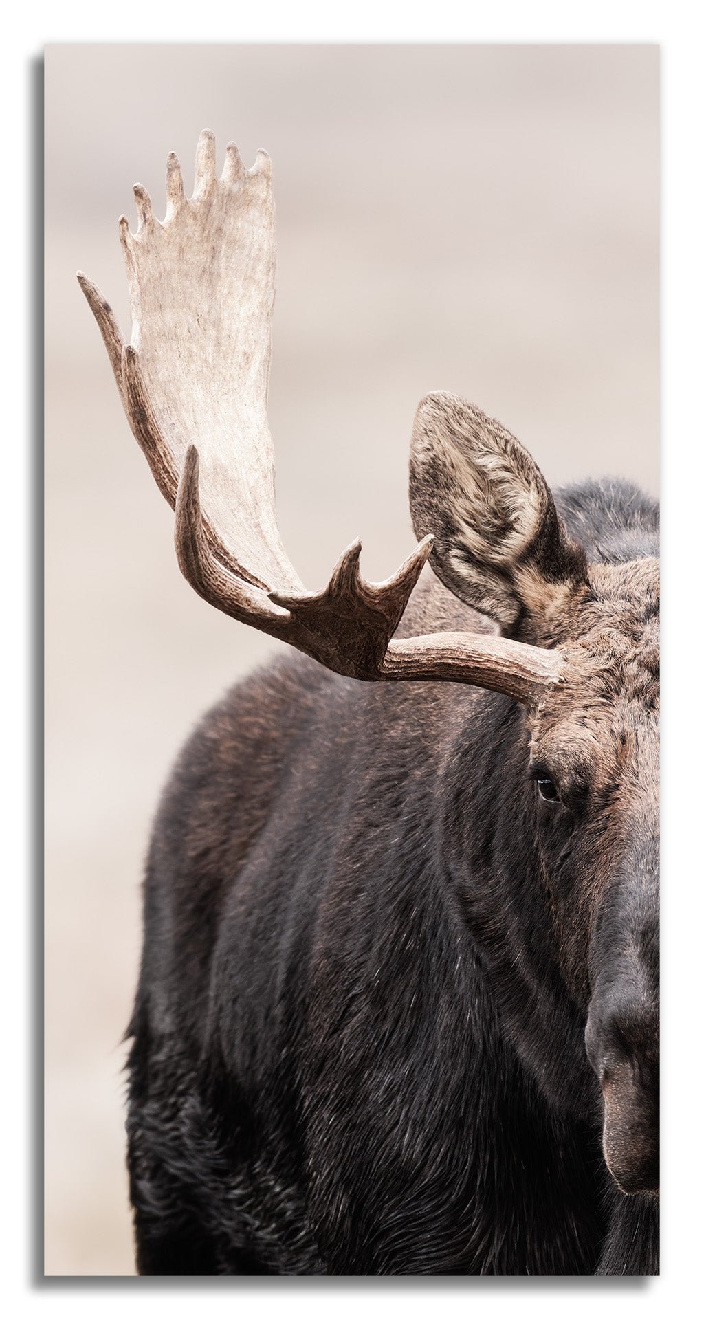 Showdown Bullmoose 1x2