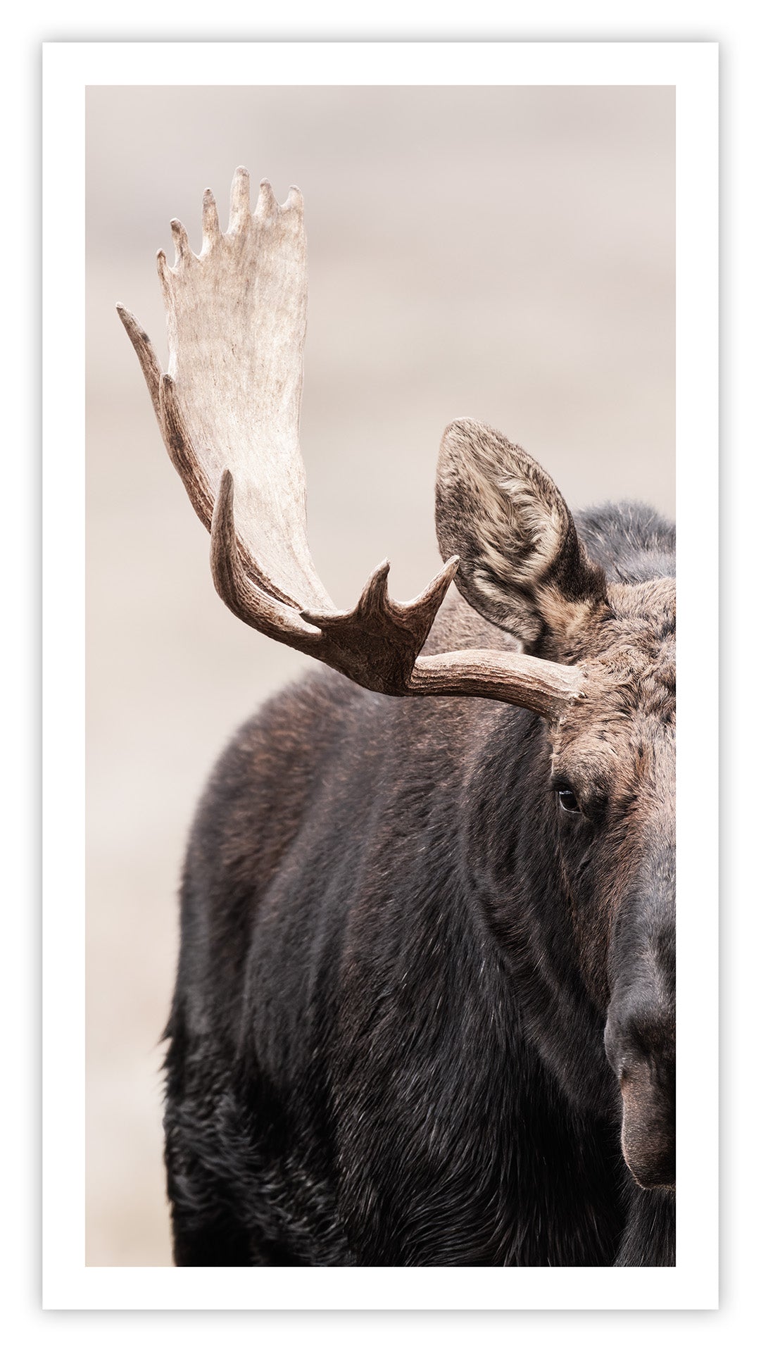 Showdown Bullmoose 1x2
