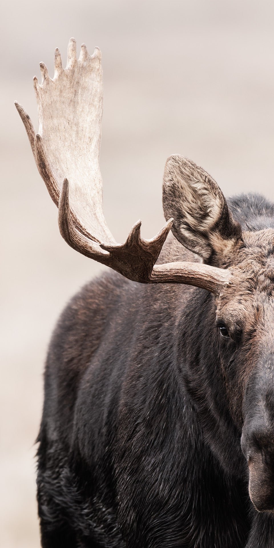 Showdown Bullmoose 1x2