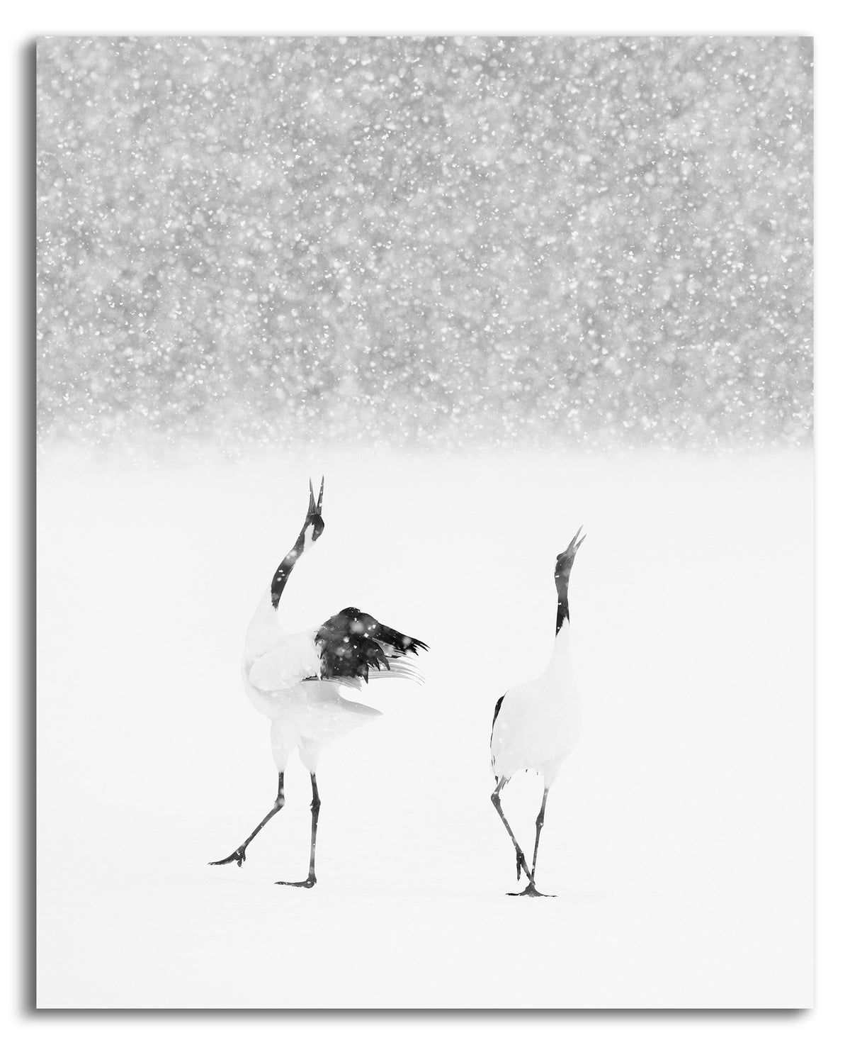 Snow Call