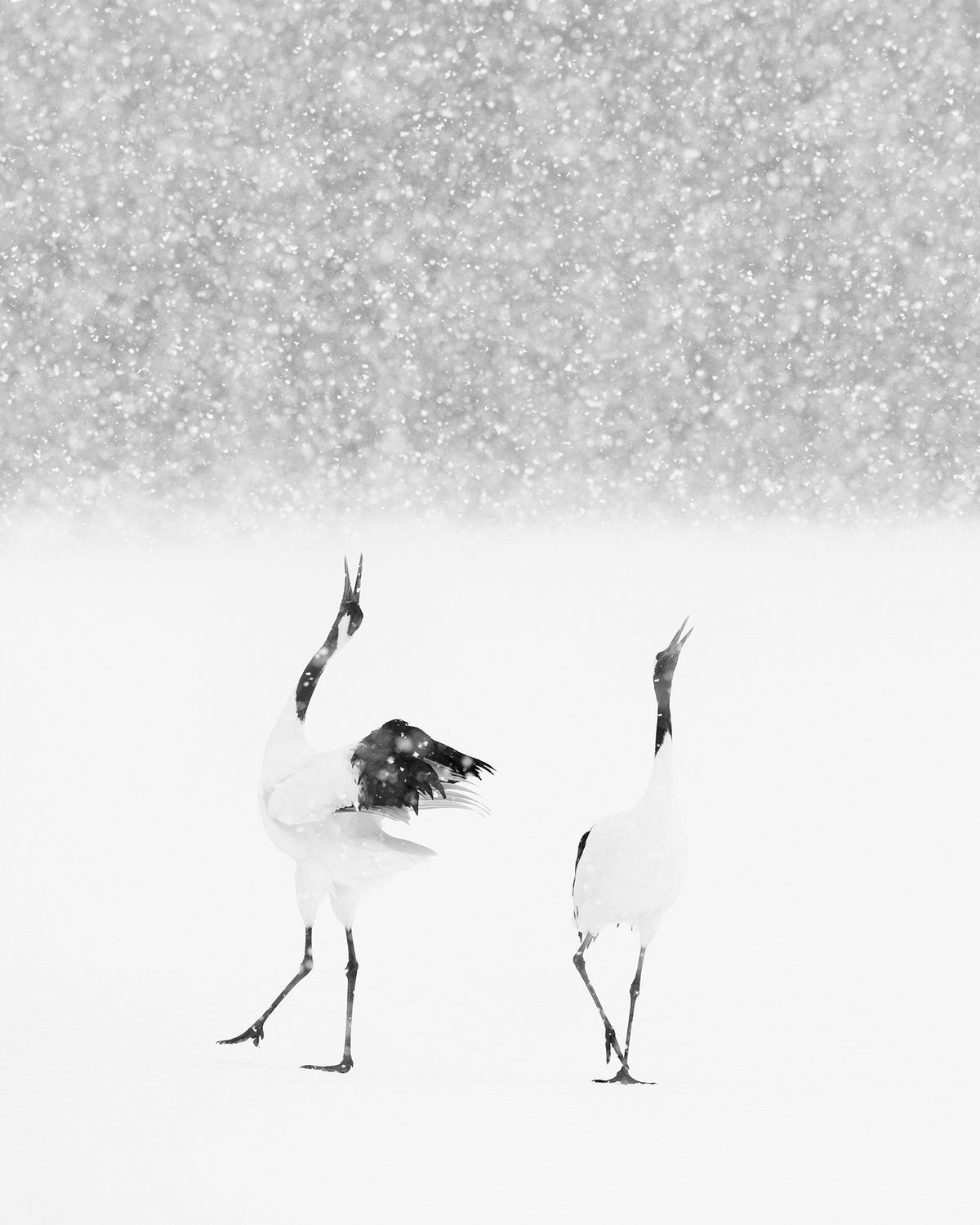 Snow Call