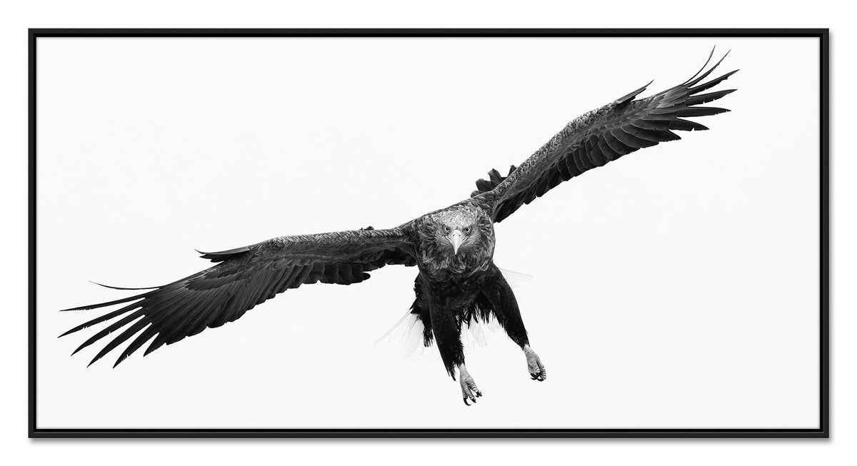 Swoop
