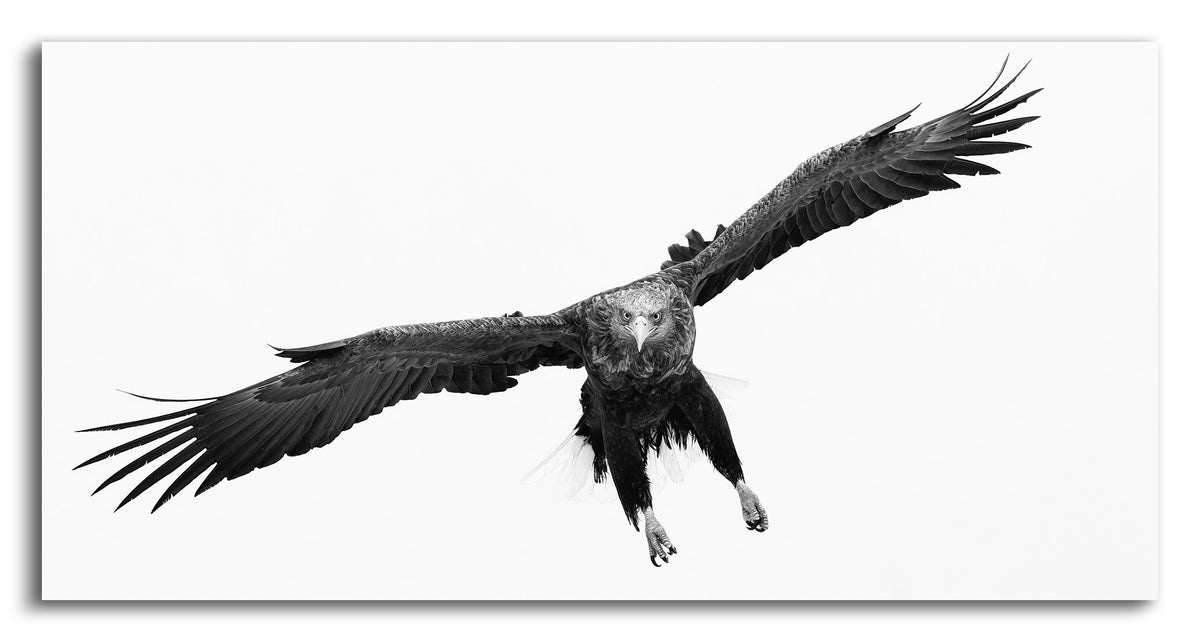 Swoop