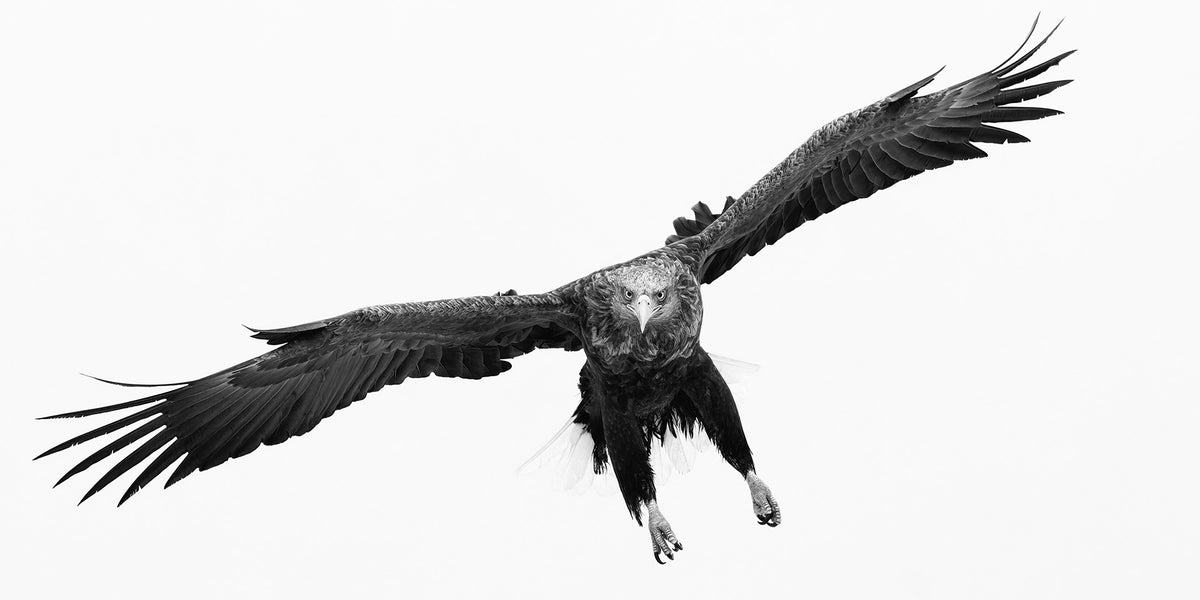 Swoop