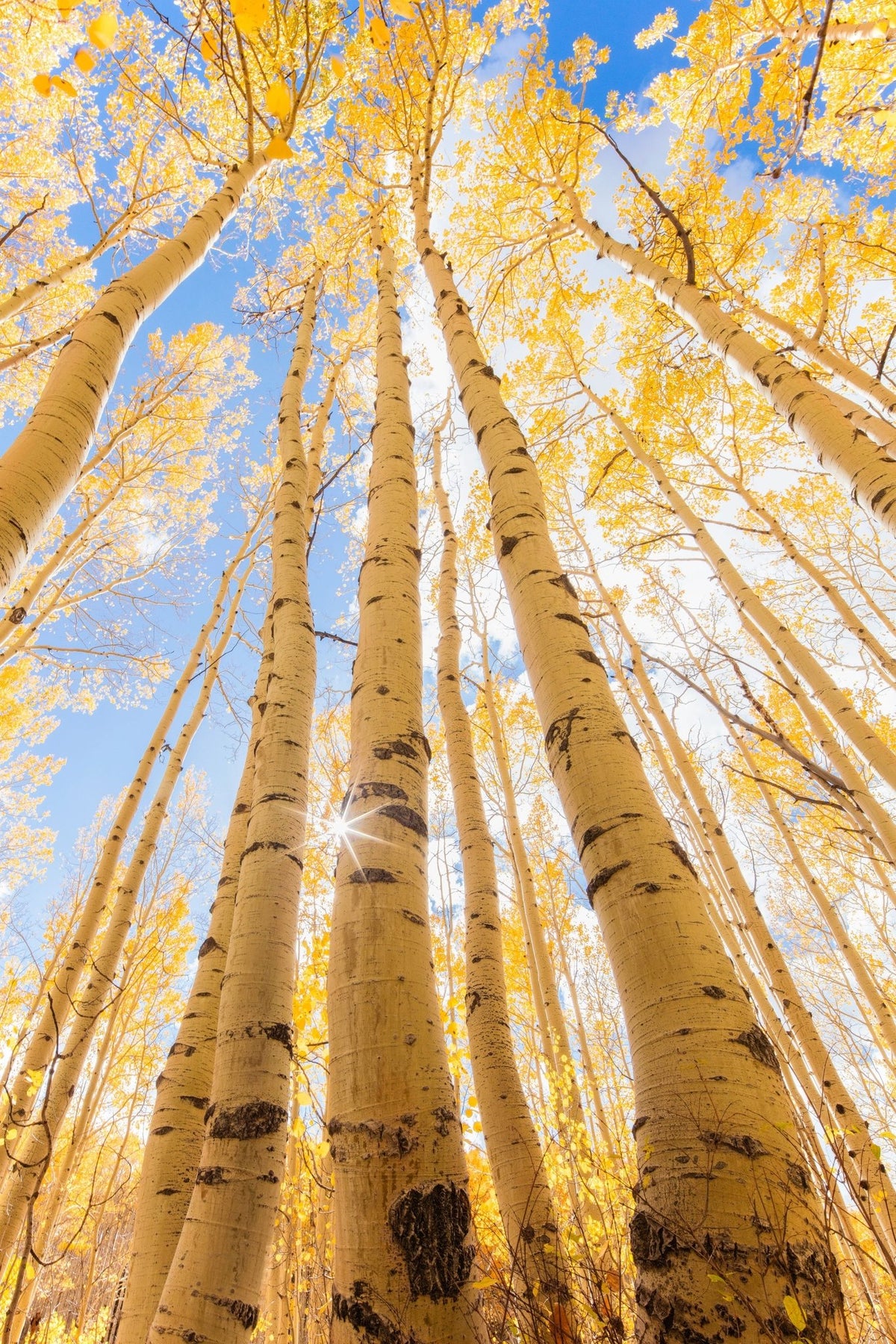 Tall Fall Aspens