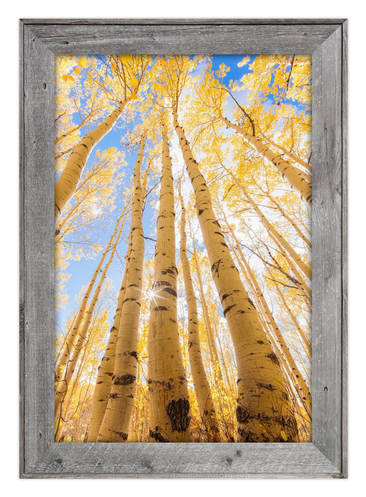 Tall Fall Aspens