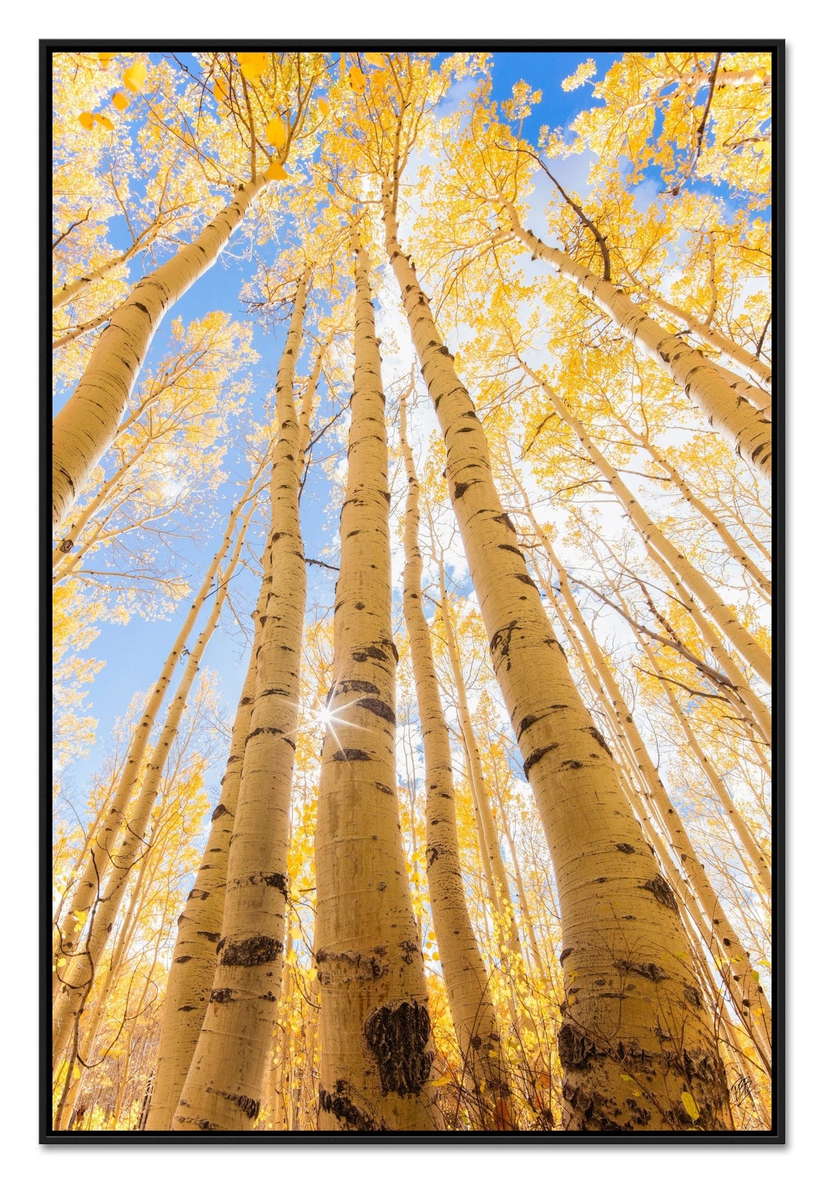 Tall Fall Aspens