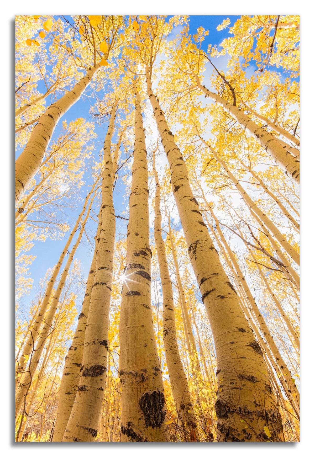 Tall Fall Aspens