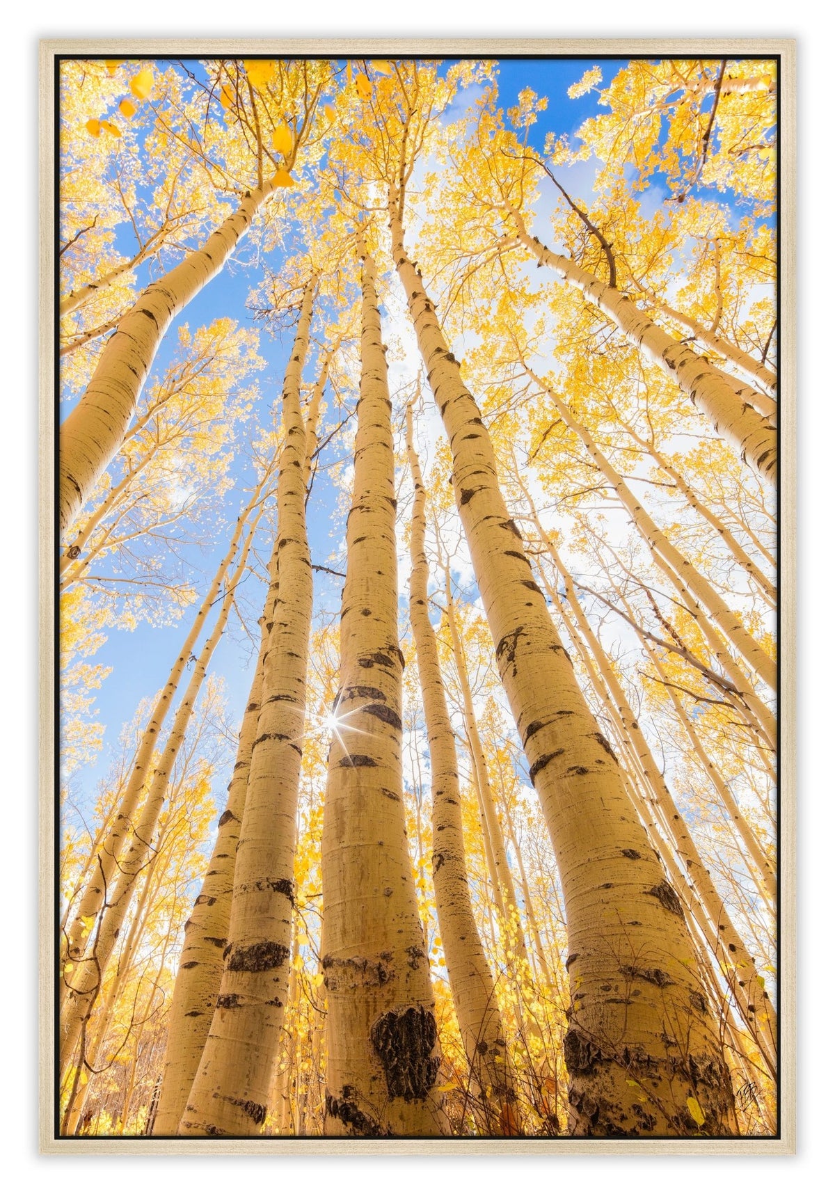 Tall Fall Aspens