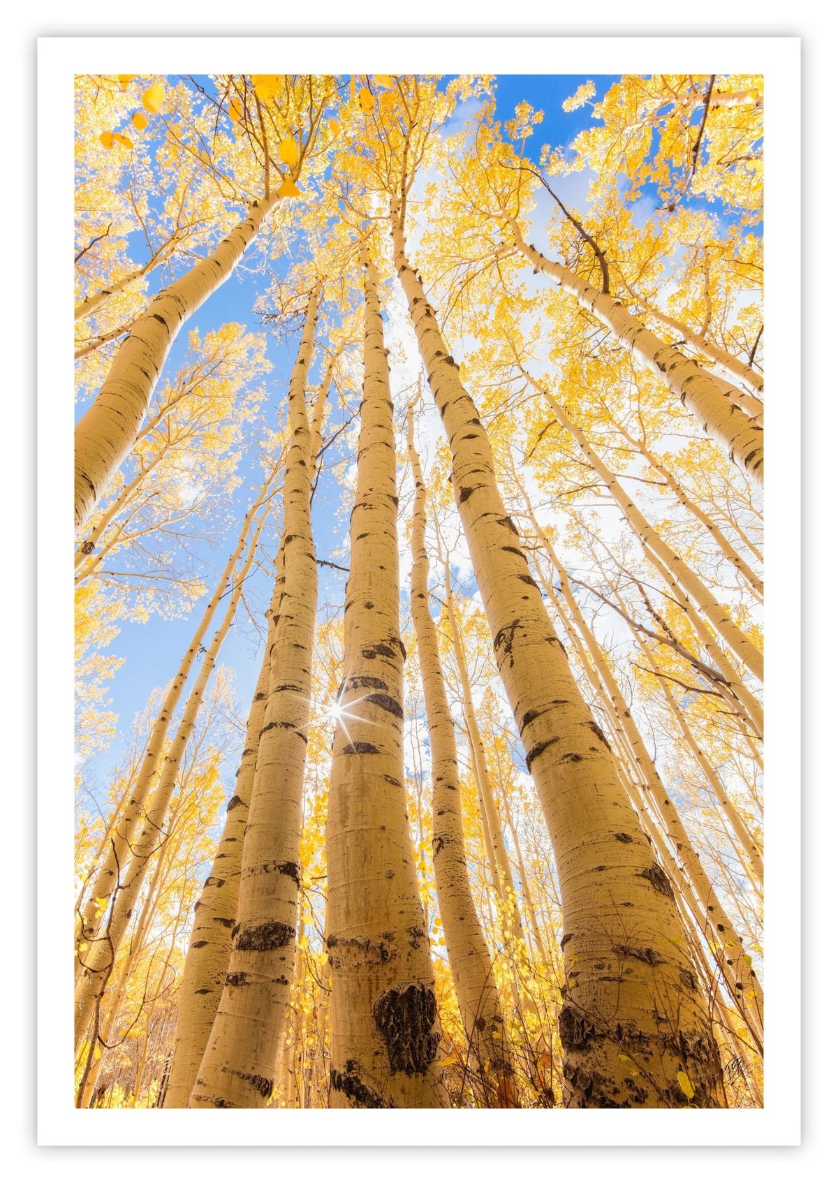 Tall Fall Aspens