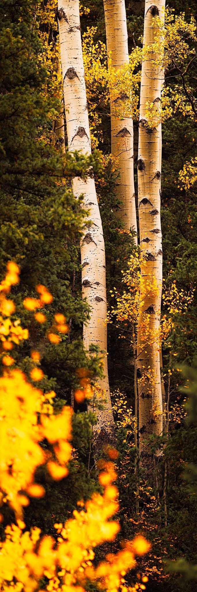 III Aspens