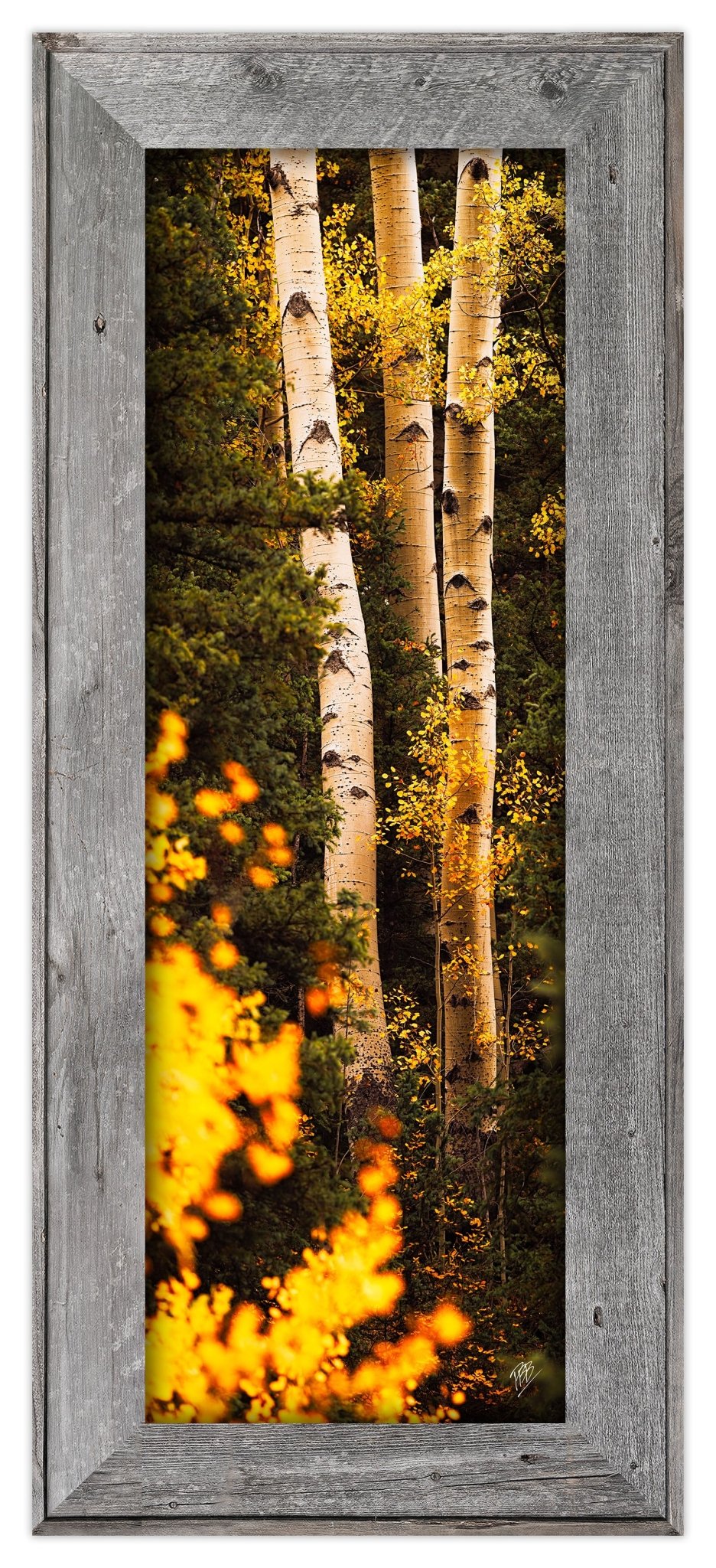 III Aspens