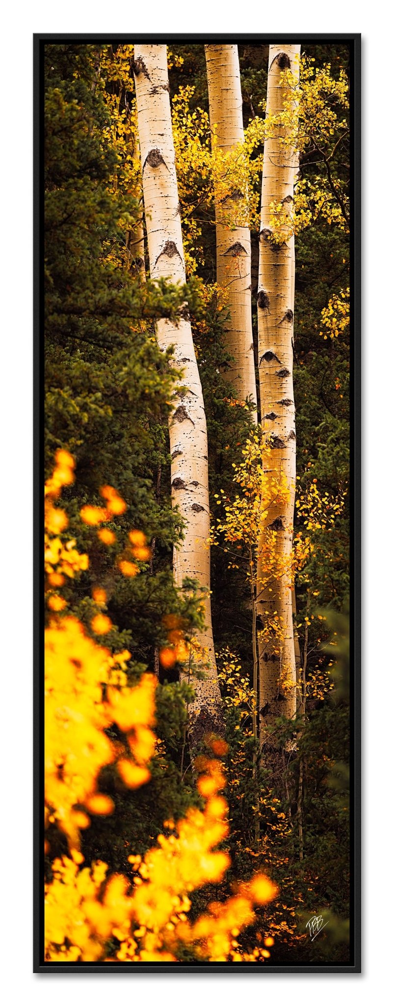 III Aspens