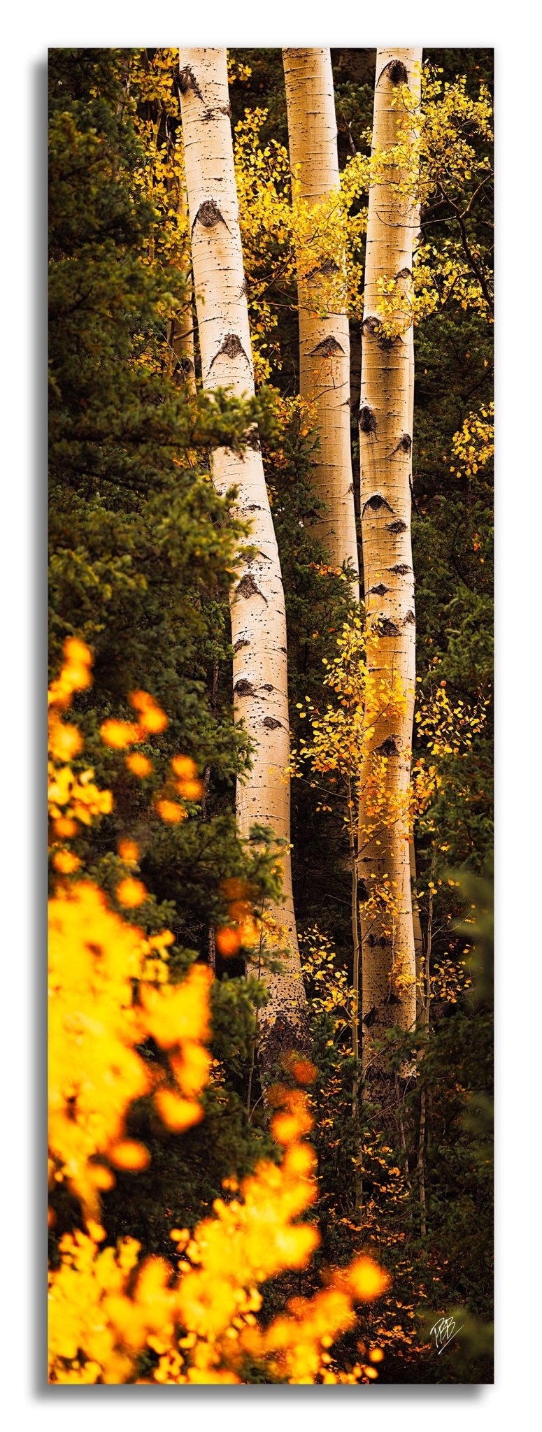 III Aspens