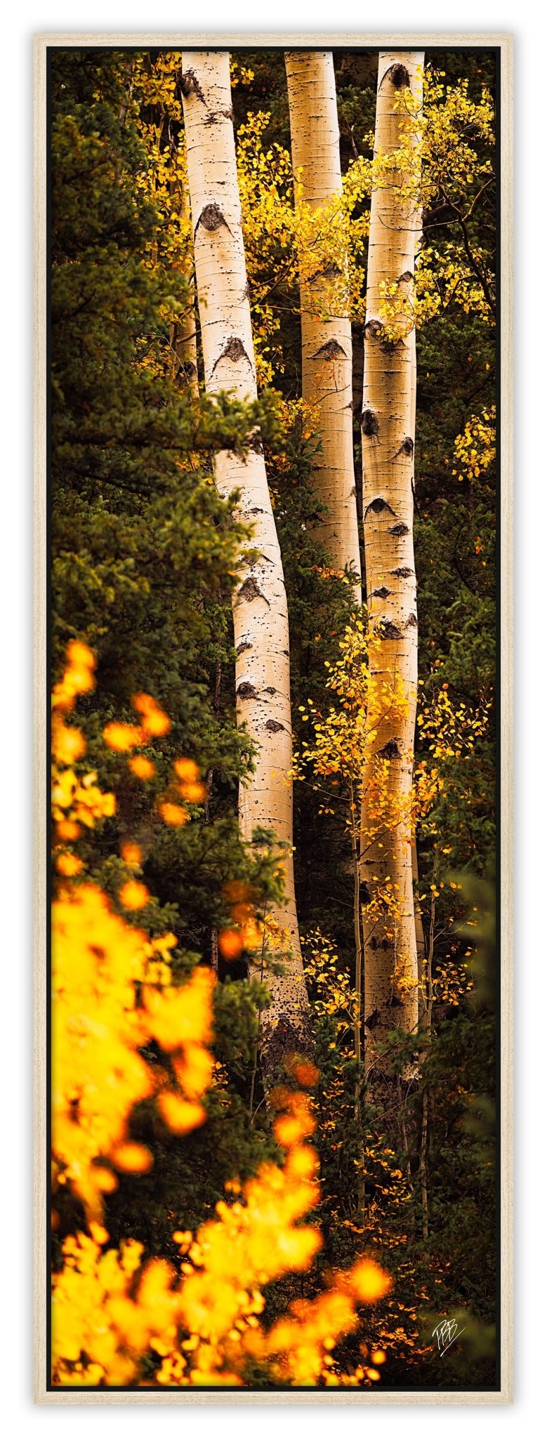 III Aspens