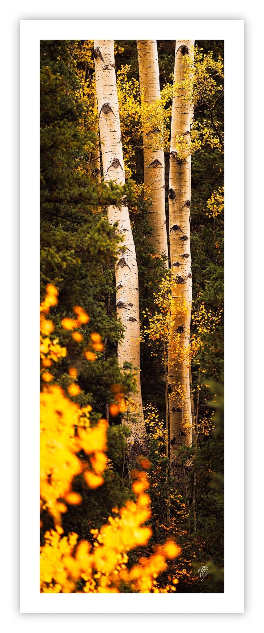 III Aspens